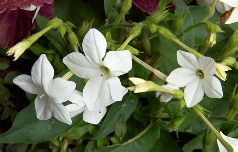 Top Fragrant Flowering Annuals Better Homes And Gardens