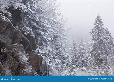 Snow Flocked Trees In Fog Stock Photo Image Of Smoky 38104088