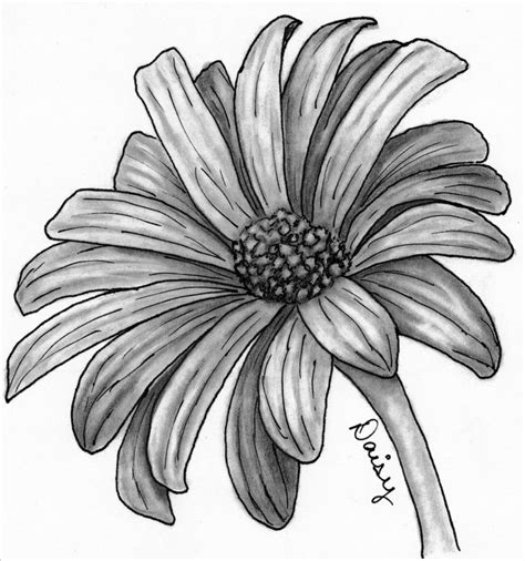 Artwork By Deanna Sunday Sketches Daisy Pencil Drawings Of Flowers