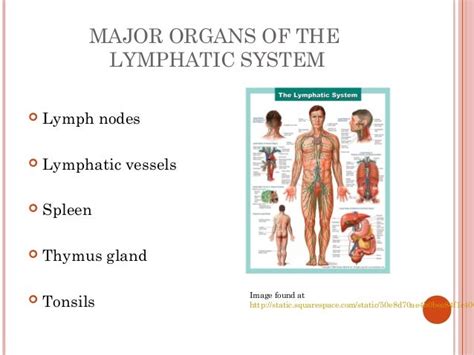 Chapter 6 Lymphatic And Immune System