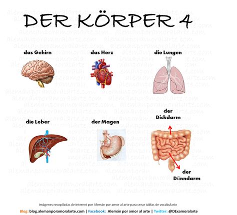 Algunos órganos Vitales Del Cuerpo Humano Deutsch Pinterest El