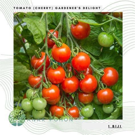 Jual Benih Bibit Biji Tomato Cherry Gardeners Delight Seeds Import