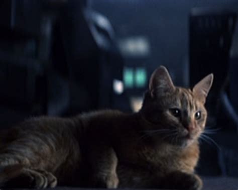 Jones Cat Xenopedia The Alien Vs Predator Wiki