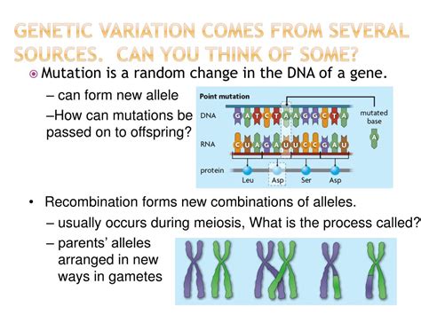 Ppt 111 Key Concept A Population Shares A Common Gene Pool