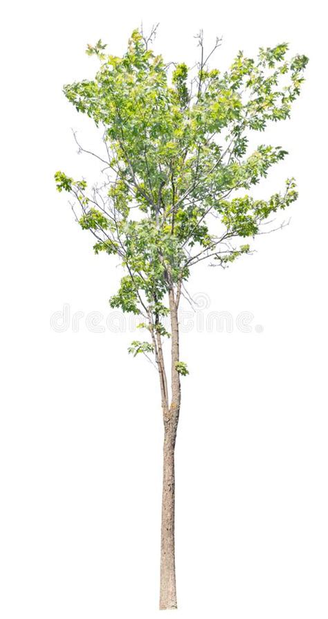 Green Summer Maple Tree Isolated On White Stock Photo Image Of Plant