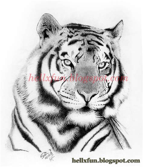 Share More Than 68 Tiger Pencil Sketch Best Vn