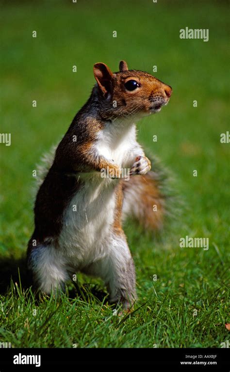 Baby Squirrel Grey Hi Res Stock Photography And Images Alamy