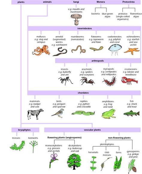 Biological Classification 5 Kingdoms Biologi