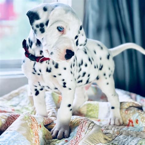 Dalmatian Dalmatian Puppies Pure Breed With Blue Eyes Dogs For Sale
