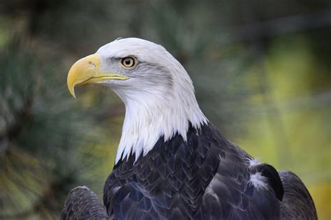 Featured Animals Bald Eagle Cmzoo