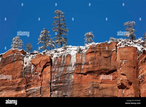 Snow Covered Trees After A Winter Storm Zion National Park Utah Stock