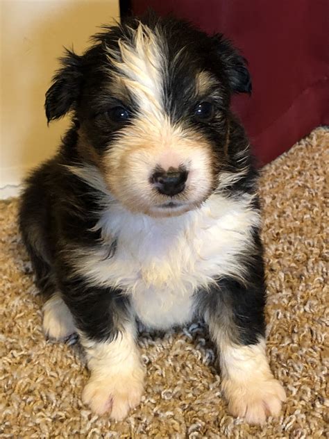 Browse thru our id verified puppy for sale listings to find your perfect puppy in your area. Australian Shepherd Puppies For Sale | Eaton, OH #310812