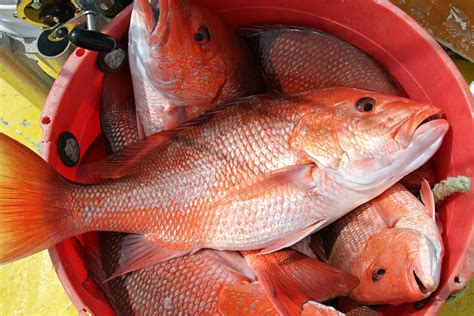 Where To Buy Red Snapper Fresh Red Snapper Buy Red Snapper Red