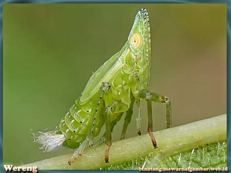Keluarnya lava dari gunung api. 57+ Gambar Hewan Wereng, Yang Lagi Trend!