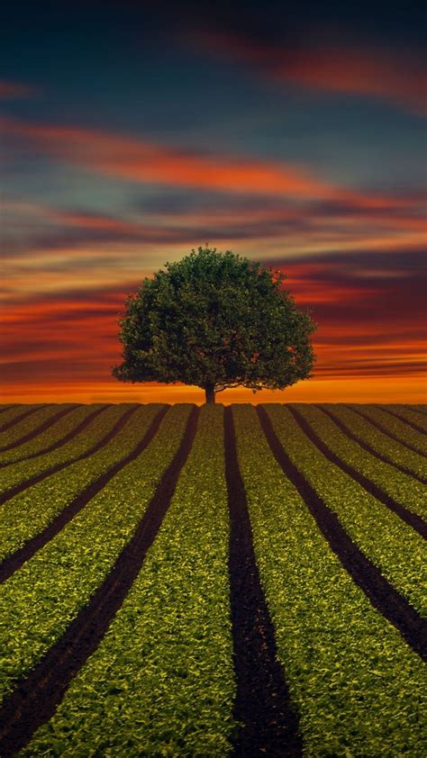 Tree and farm field, landscape, sunset, 1080x1920 wallpaper | Tree
