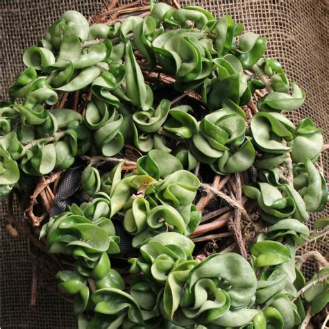 Cottage Farms Direct Houseplants Hindu Rope Hoya Plant