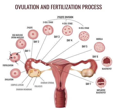The Fertile Period Is Five Days Per Month Culminating On The Day Of Ovulation Dr Bassel Noah