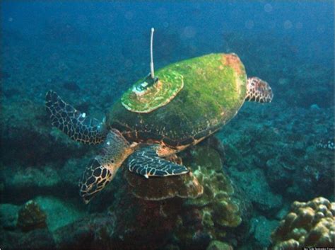 Endangered Green Sea Turtle Saved From Pirate Fishermen