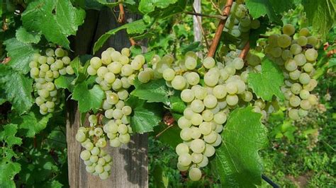 Examples Of How To Grow Grapes In A Small Greenhouse Krostrade Uk