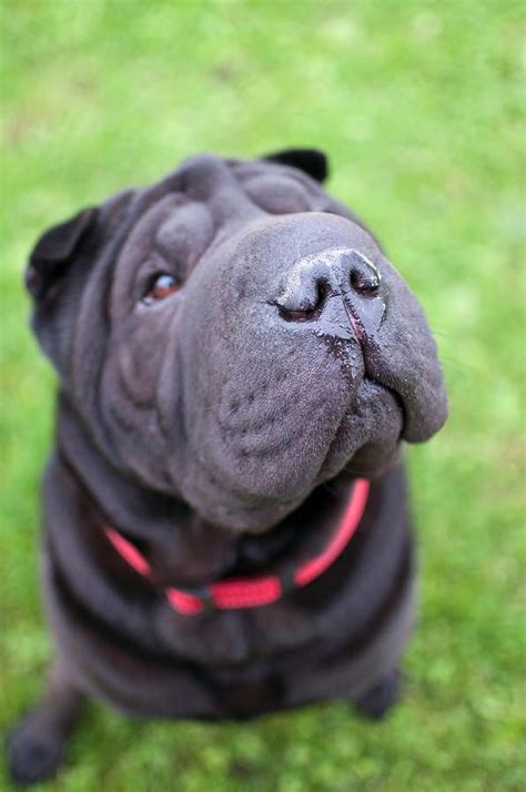 Black Shar Pei By Carmen Martínez Torrón Photography Black Shar Pei