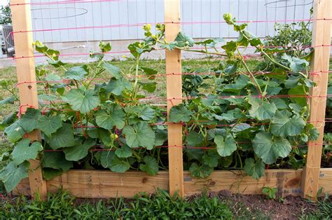 Zucchini Plant Need Trellis You May Need To Move
