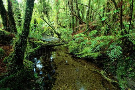 Stream Through Rainforest Westland National Park New Zealand Stock