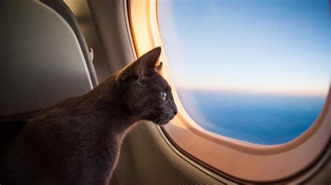 The kennel must fit completely under the seat in front of you and remain there at all times. Delta Airlines Made It Easier to Fly with Your Pets ...