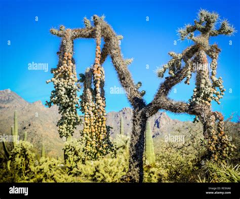 Hanging Chain Fruit From Cholla Cactus In The Sabino Canyon Recreation