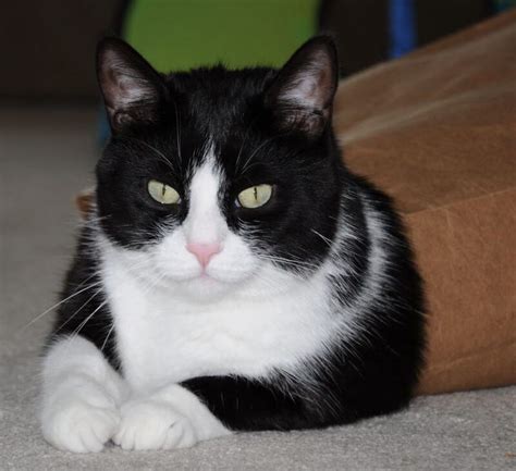 280 Tuxedo Cat Names For Your Black And White Kitten Petpress