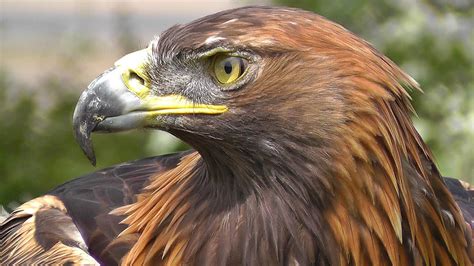 Golden Eagle Bird Of Prey Spectacular Close Up Of Natures Hunting