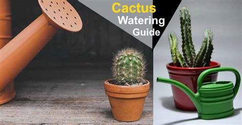 How Often To Water Cactus Plants Ultimate Cactus Watering Guide