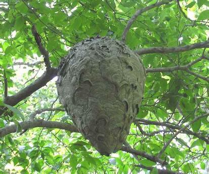 See more of the hornets nest on facebook. Bald faced hornet nest - Captured by Indianapolis Pest Control