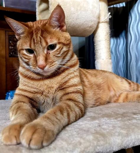 21 Reasons Why Orange Tabby Cats Are The Best Tabby Cats Cuteness