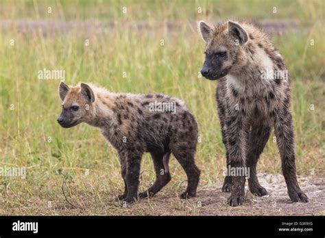Black Spotted Hyena High Resolution Stock Photography And Images Alamy