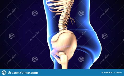 3d Illustration Of Lumbar Spine Diseases Active Stock Illustration