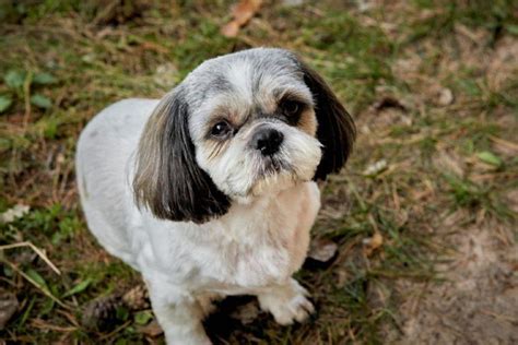 10 Great Shih Tzu Haircuts And Styles In 2024 With Pictures Pet Keen