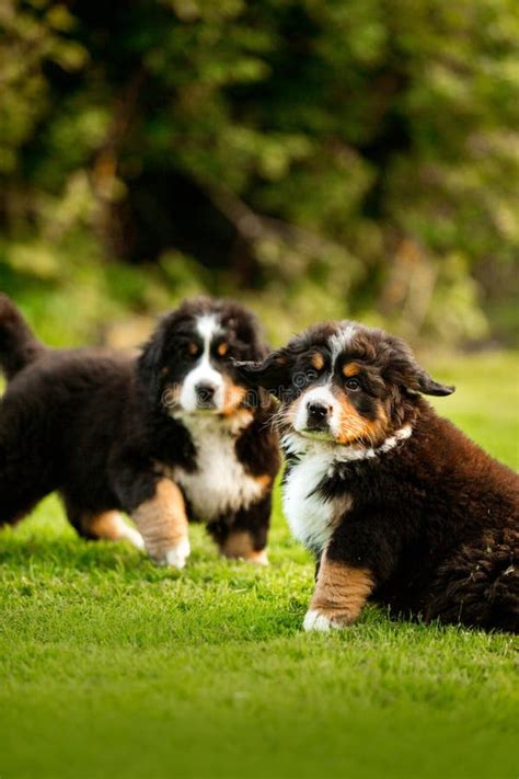 Puppy Bernese Mountain Dog Stay On Grass Look Forward Green Trees And