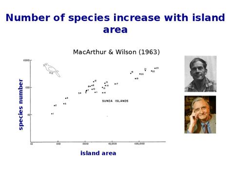 Island Biogeography Diversity On Regional Scale презентация доклад