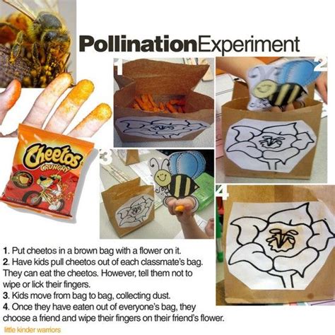 cheeto pollination project featured on living a wonderful life blog kindergarten science