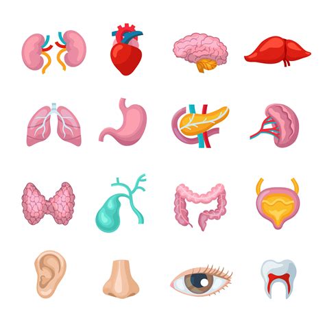 Internal Organs Icon Set Human Organs Infographic Vector Image Images
