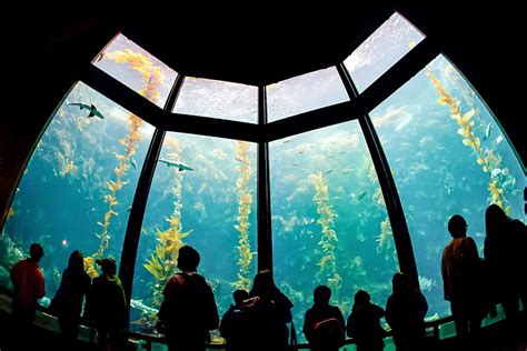 Monterey Bay Aquarium Visitor Guide
