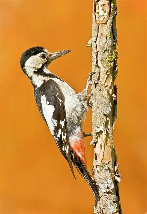 Syrian Woodpecker Dendrocopos Syriacus Photograph By Photostock