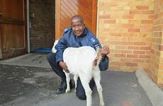 goat africa south man his members neighbor bizarre arrested pregnant old cpf suspect converged including later community