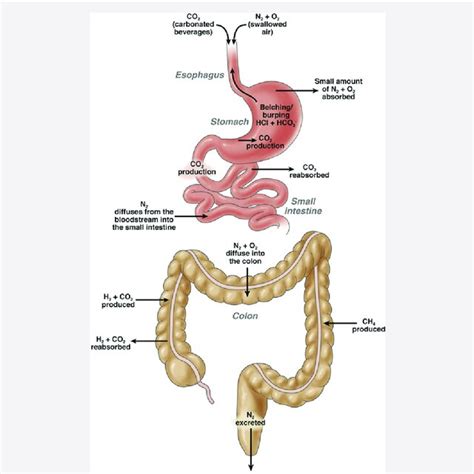 Management Of Chronic Abdominal Distension And Bloating Clinical
