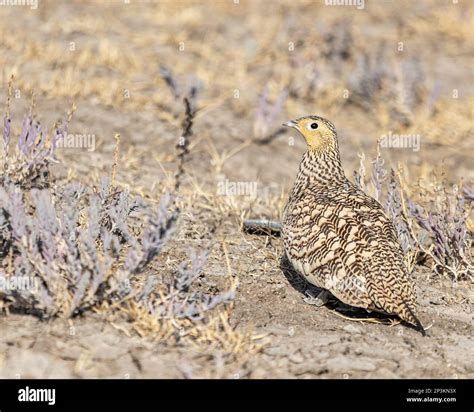 A Portrait Of A Female Sand Grouse In Desert Stock Photo Alamy