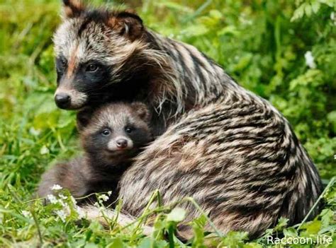 Raccoon Dog Pet The Nature Of These Exotic Animal