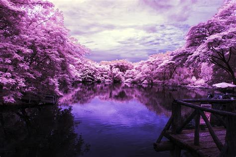 Hd Wallpaper Landscape Lake Purple Trees Infrared Photo Water