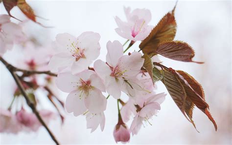Cherry Blossom Tree Leaves Cherry Blossom