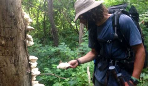 20 Edible Plants And Fungi On The Appalachian Trail Appalachian Trail