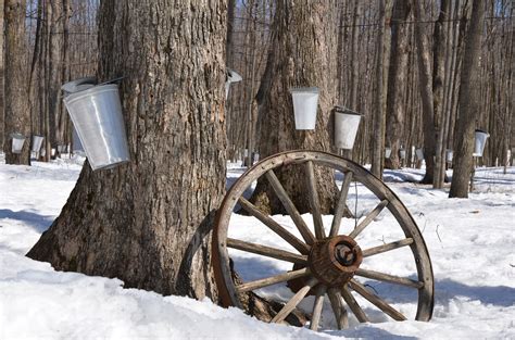 So i am doing lots and lots of woodcutting and i am getting close to level 45 but i can't find any maple trees!! Maple Syrup: Some Sweet Facts | CLC Tree Services